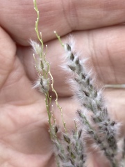 Digitaria californica