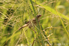 Phylloscopus fuscatus