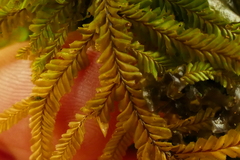 Plagiochila