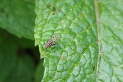 Anthomyia punctipennis