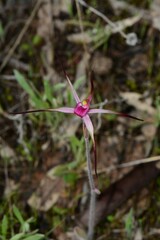 Caladenia versicolor
