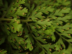 Dryopteris glabra pusilla
