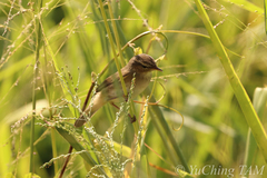 Phylloscopus fuscatus