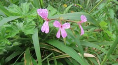 Pelargonium alchemilloides