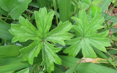 Pelargonium alchemilloides