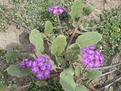 Abronia villosa