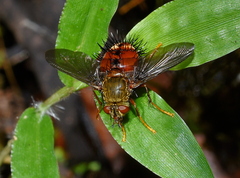 Epalpus
