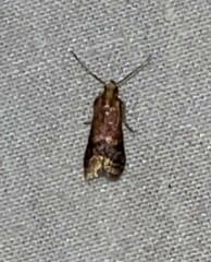 Eulogia ochrifrontella