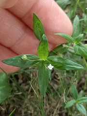 Oldenlandia corymbosa