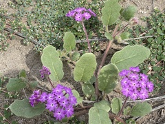Abronia villosa