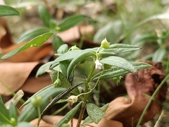 Oldenlandia corymbosa