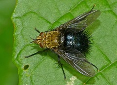 Jurinella