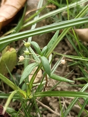 Oldenlandia corymbosa