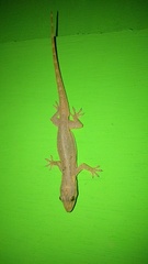 Hemidactylus garnotii