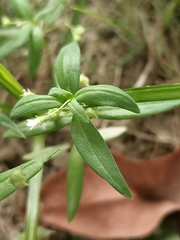 Oldenlandia corymbosa