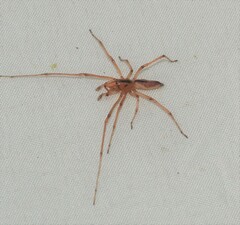 Cheiracanthium gracile