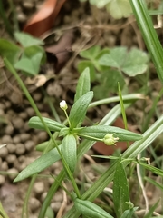 Oldenlandia corymbosa