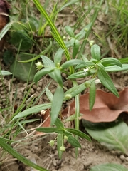 Oldenlandia corymbosa