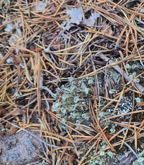 Cladonia cariosa
