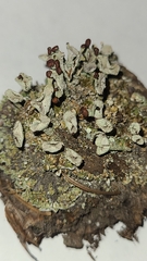 Cladonia cariosa