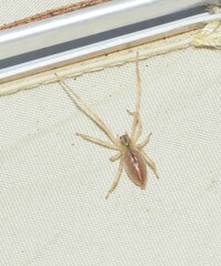 Cheiracanthium gracile