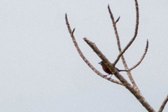 Ramphocelus carbo