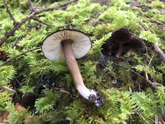 Lactarius fallax concolor