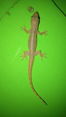 Hemidactylus garnotii
