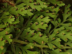 Dryopteris glabra pusilla