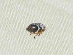Bathyllus albicinctus