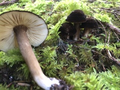Lactarius fallax concolor