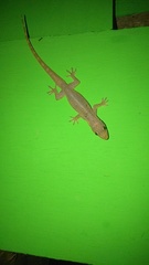 Hemidactylus garnotii