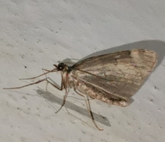 Chloroclysta siterata