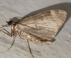 Chloroclysta siterata