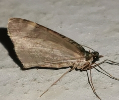 Chloroclysta siterata