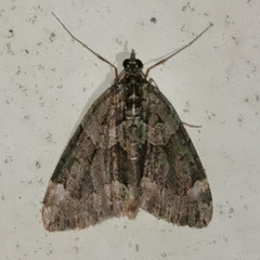 Chloroclysta siterata