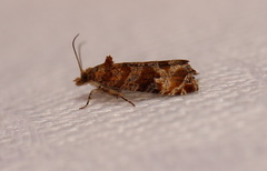 Lobesia physophora