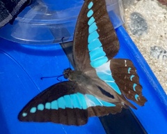 Graphium