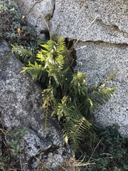 Dryopteris arguta