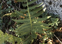 Dryopteris arguta