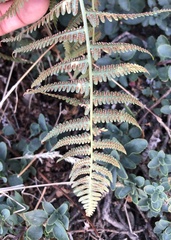 Dryopteris arguta