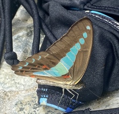 Graphium
