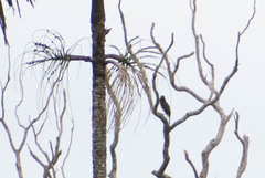 Pteroglossus castanotis