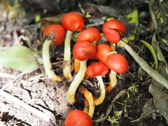 Leratiomyces erythrocephalus