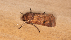 Agrotis