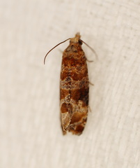 Lobesia physophora