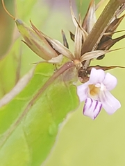 Dyschoriste depressa