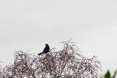 Sporophila angolensis