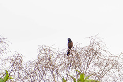 Sporophila angolensis