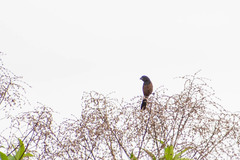 Sporophila angolensis